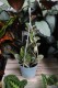 Hoya australis Blondie (Hoja australijska) (3).JPG