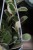 Hoya australis Blondie (Hoja australijska) (4).JPG