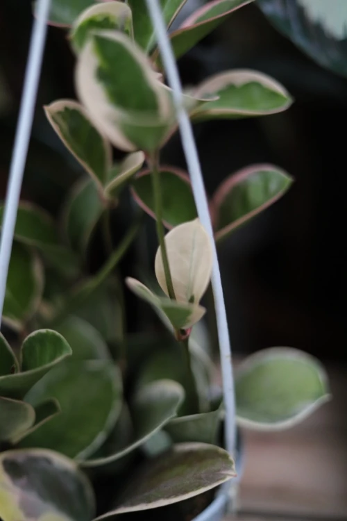 Hoya australis Blondie (Hoja australijska) (4).JPG