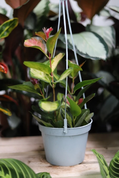 Hoya Australis Lisa (Hoja) 2
