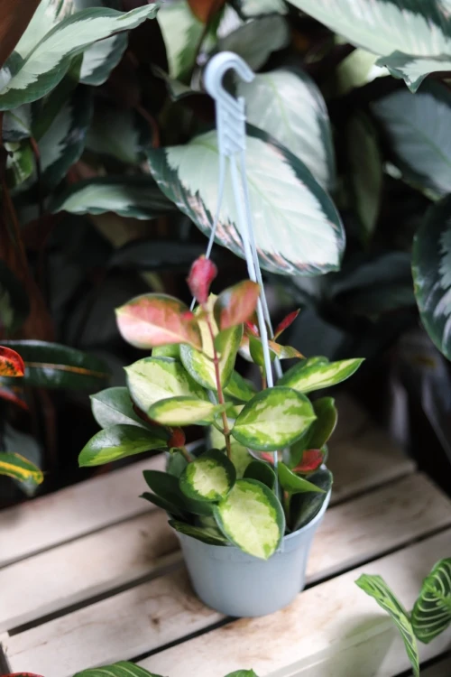 Hoya Australis Lisa (Hoja) 3