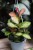 Hoya Australis Lisa (Hoja) 4