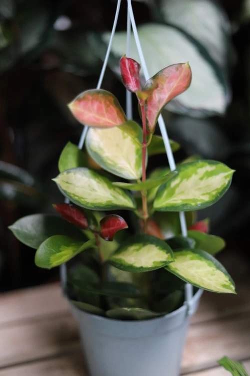 Hoya Australis Lisa (Hoja) 4