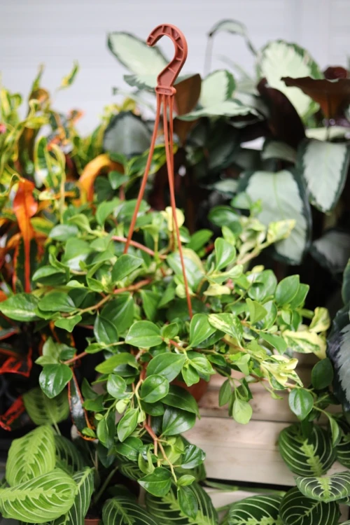 Peperomia obtusifolia 'Green Gold' (Peperomia tępolistna) XL (2).JPG