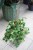 Peperomia obtusifolia 'Green Gold' (Peperomia tępolistna) XL (3).JPG
