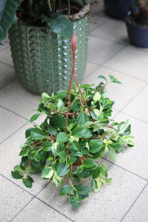 Peperomia obtusifolia 'Green Gold' (Peperomia tępolistna) XL (3).JPG