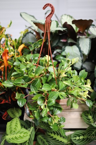Peperomia obtusifolia 'Green Gold' (Peperomia tępolistna) XL (1).JPG