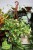 Peperomia obtusifolia 'Green Gold' (Peperomia tępolistna) XL (1).JPG