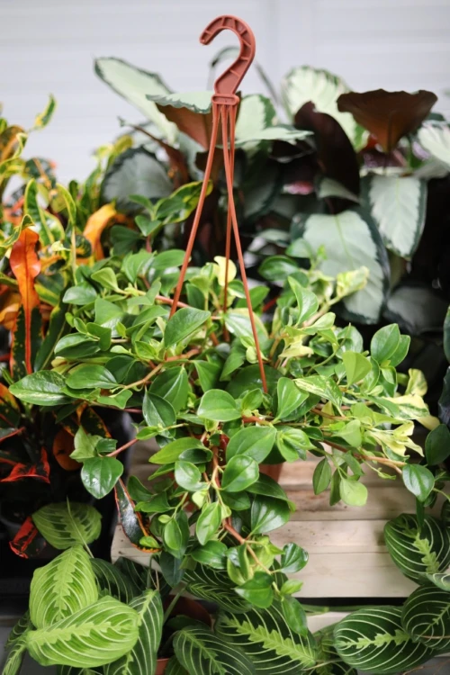 Peperomia obtusifolia 'Green Gold' (Peperomia tępolistna) XL (1).JPG