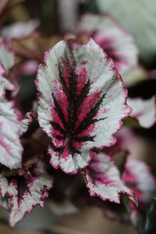 Begonia 'Evening Glow' (3).JPG