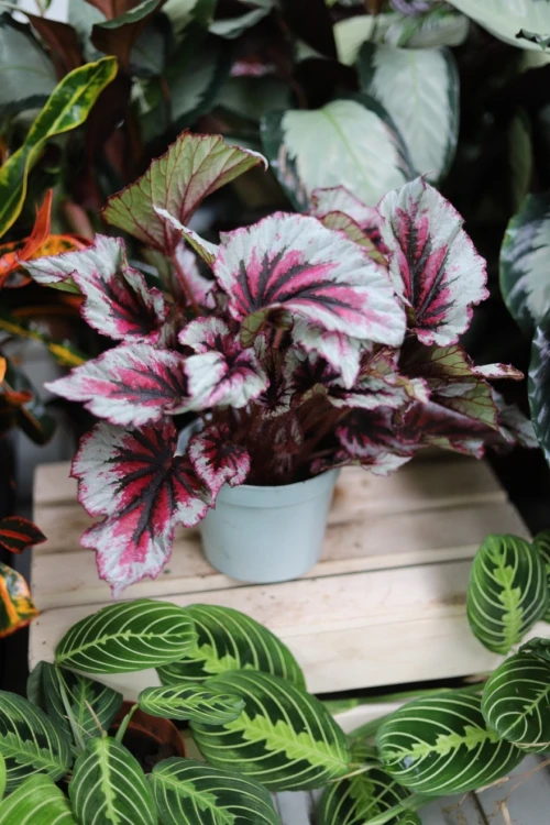 Begonia 'Evening Glow' (2).JPG