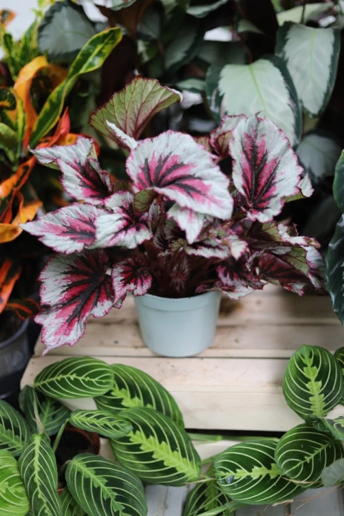 Begonia 'Evening Glow' (1).JPG