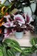 Begonia 'Evening Glow' (1).JPG