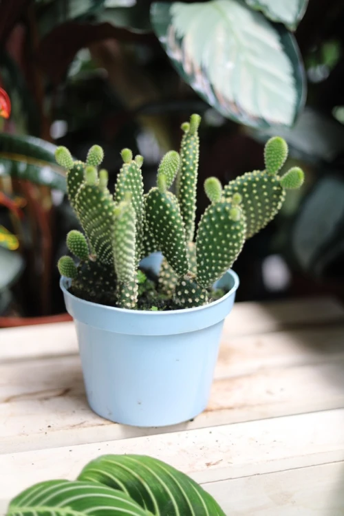 Opuntia microdasys 'Yellow' (Opuncja drobnokolczasta) (6).JPG
