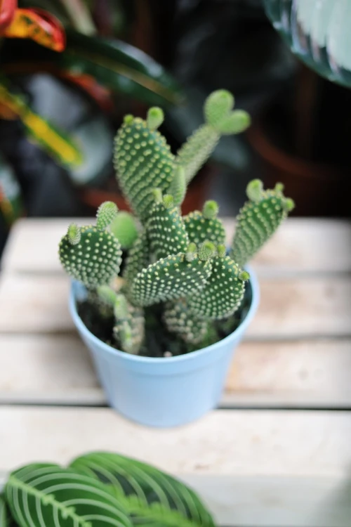 Opuntia microdasys 'Yellow' (Opuncja drobnokolczasta) (5).JPG