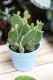 Opuntia microdasys 'Yellow' (Opuncja drobnokolczasta) (1).JPG