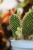 Opuntia microdasys 'Yellow' (Opuncja drobnokolczasta) (4).JPG