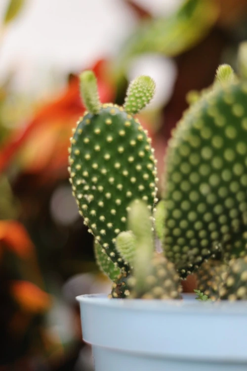 Opuntia microdasys 'Yellow' (Opuncja drobnokolczasta) (4).JPG