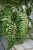 Nephrolepis exaltata ‘Macho’ 3