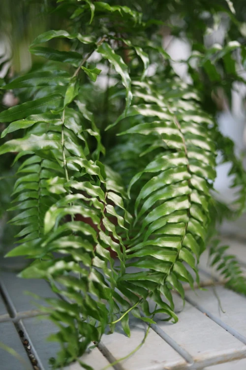Nephrolepis exaltata ‘Macho’ 3