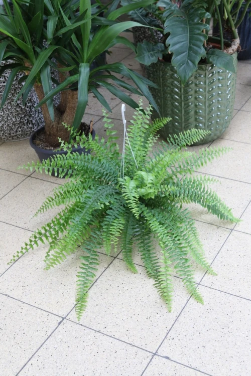 Nephrolepis Exaltata Boston  (2).JPG