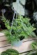 Asplenium 'Parvati' (Zanokcica) (1).JPG