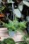 Asplenium 'Parvati' (Zanokcica) (2).JPG
