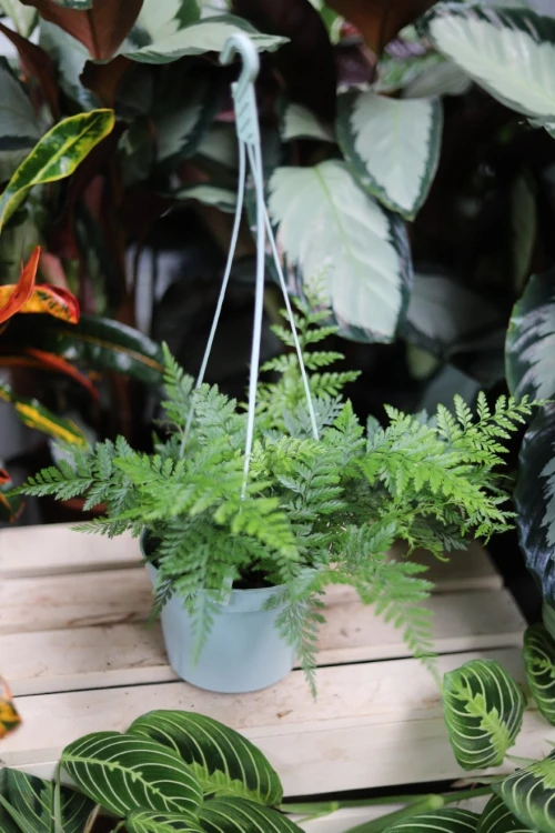 Asplenium 'Parvati' (Zanokcica) (2).JPG