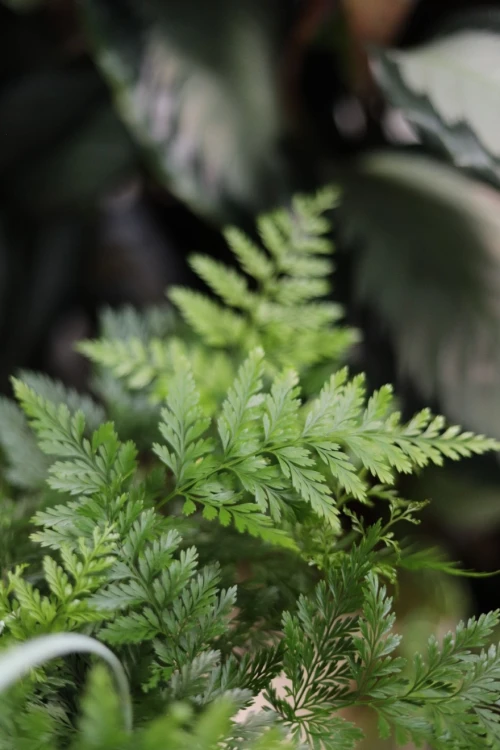 Asplenium 'Parvati' (Zanokcica) (3).JPG