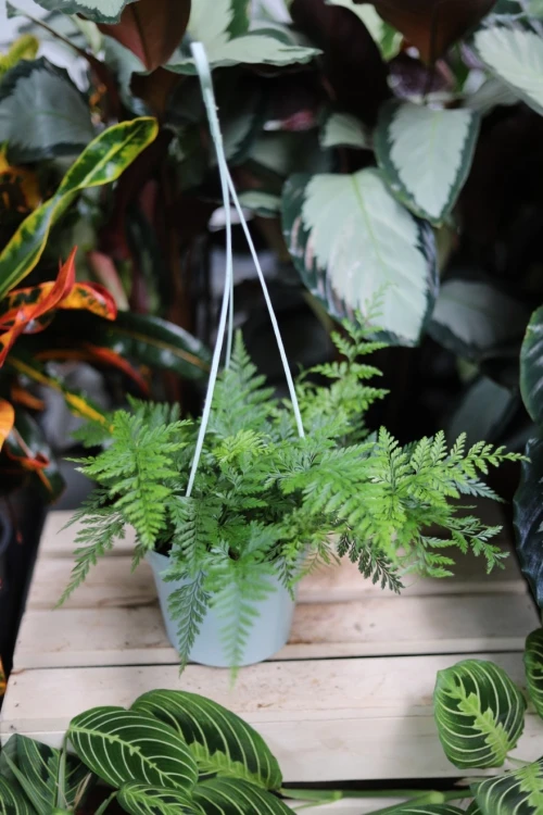 Asplenium 'Parvati' (Zanokcica) (4).JPG