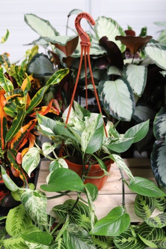 Epipremnum Marble Queen XL (1).JPG
