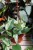 Epipremnum Marble Queen XL (2).JPG
