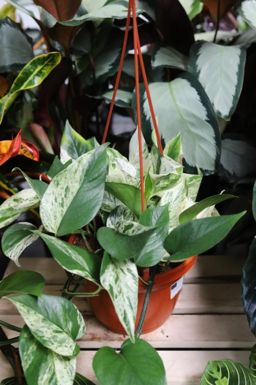 Epipremnum Marble Queen XL (2).JPG