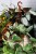 Epipremnum Marble Queen XL (4).JPG