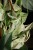 Epipremnum Marble Queen XL (5).JPG