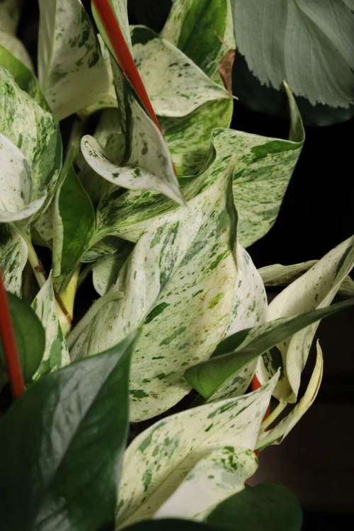 Epipremnum Marble Queen XL (5).JPG