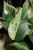 Epipremnum Marble Queen XL (6).JPG