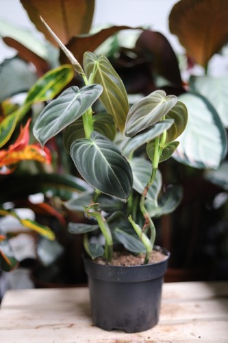 Philodendron Melanochrysum (1).JPG