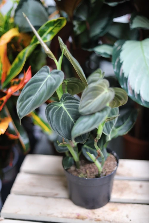 Philodendron Melanochrysum (2).JPG