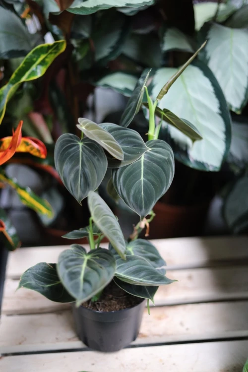Philodendron Melanochrysum (3).JPG