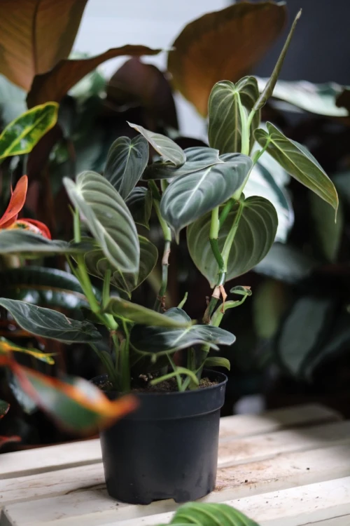 Philodendron Melanochrysum (4).JPG