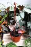 Philodendron 'Pink Princess' Filodendron XL
