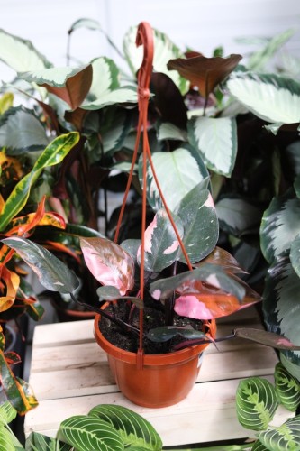 Philodendron 'Pink Princess' Filodendron XL (1).JPG