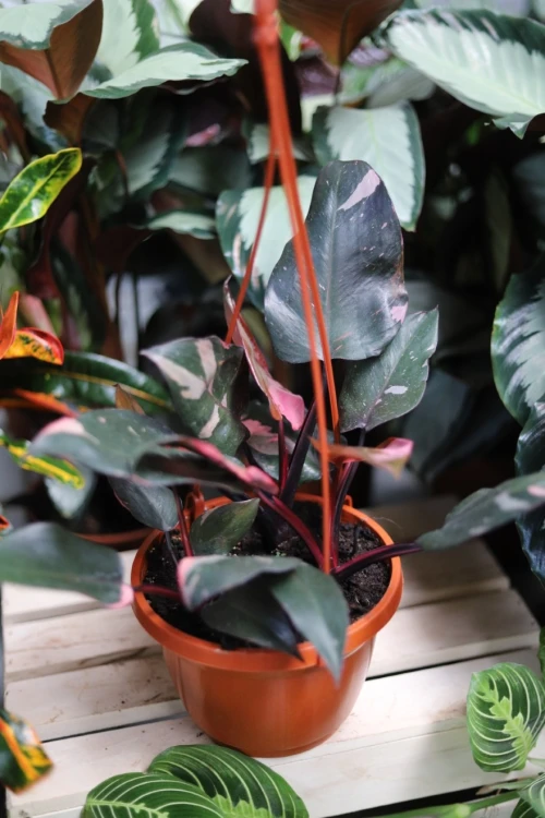 Philodendron 'Pink Princess' Filodendron XL (4).JPG
