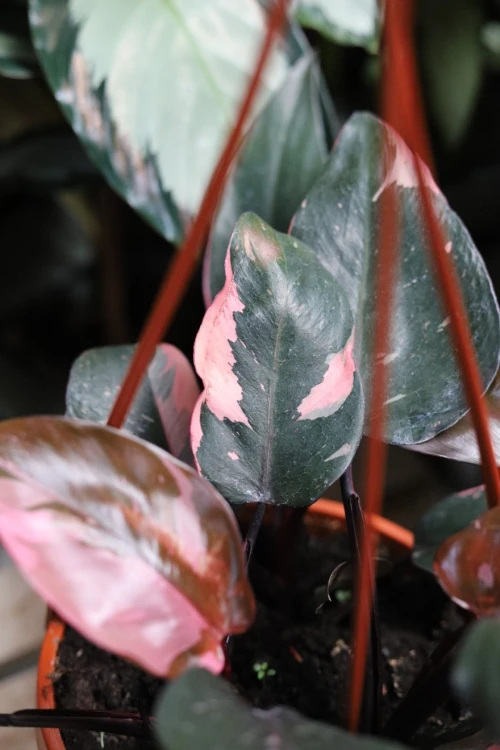 Philodendron 'Pink Princess' Filodendron XL (2).JPG