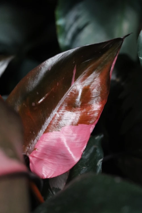 Philodendron 'Pink Princess' Filodendron XL (3).JPG