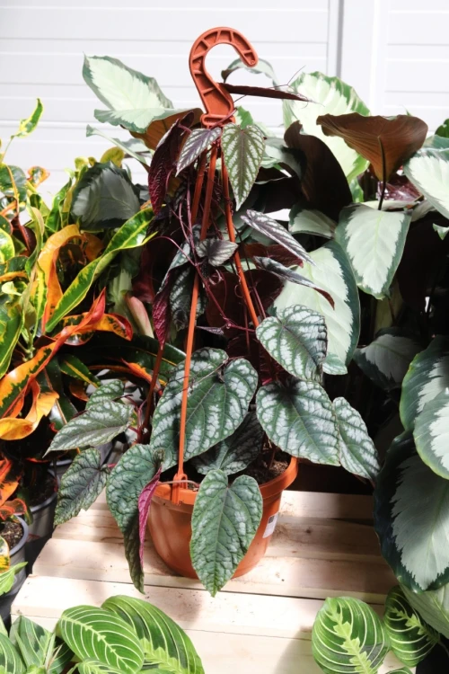 Cissus Discolor (1).JPG