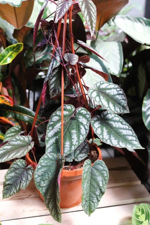 Cissus Discolor (2).JPG