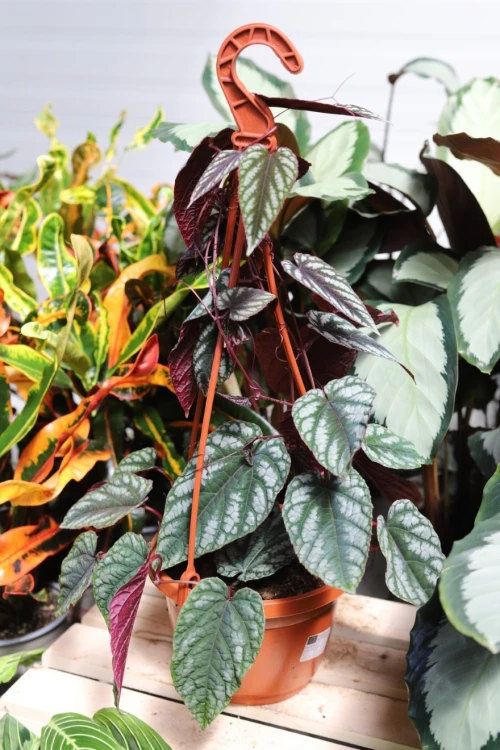 Cissus Discolor (3).JPG