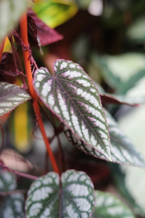 Cissus Discolor (4).JPG